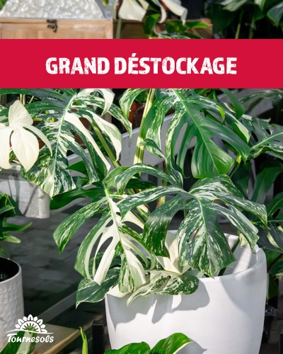 Plante Monstera variegata aux grandes feuilles panachées de vert et de blanc dans un pot.